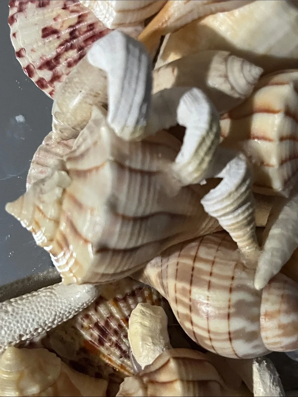 Handmade Coastal Seashell “Charli’ Starfish Wall Mirror - Natural Beige Shells